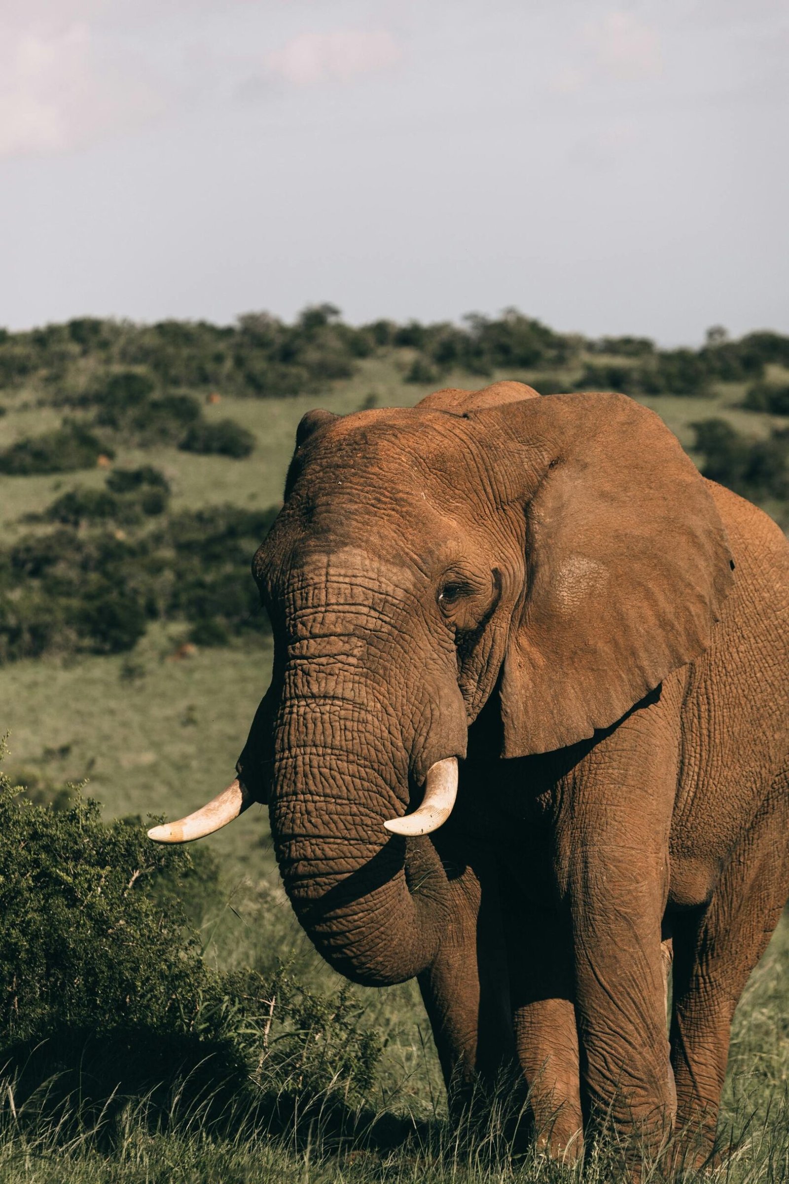 elephant