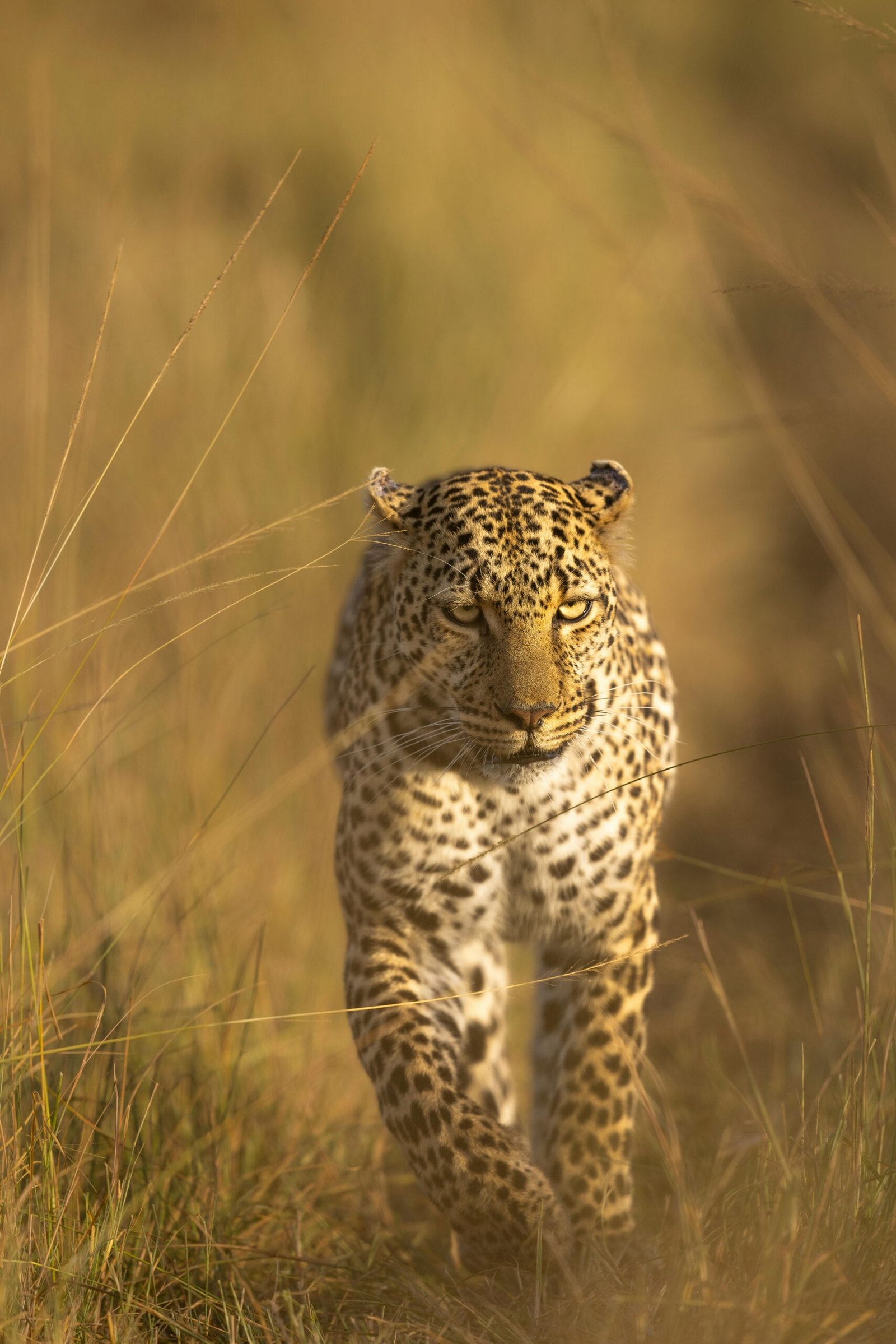 leopard
