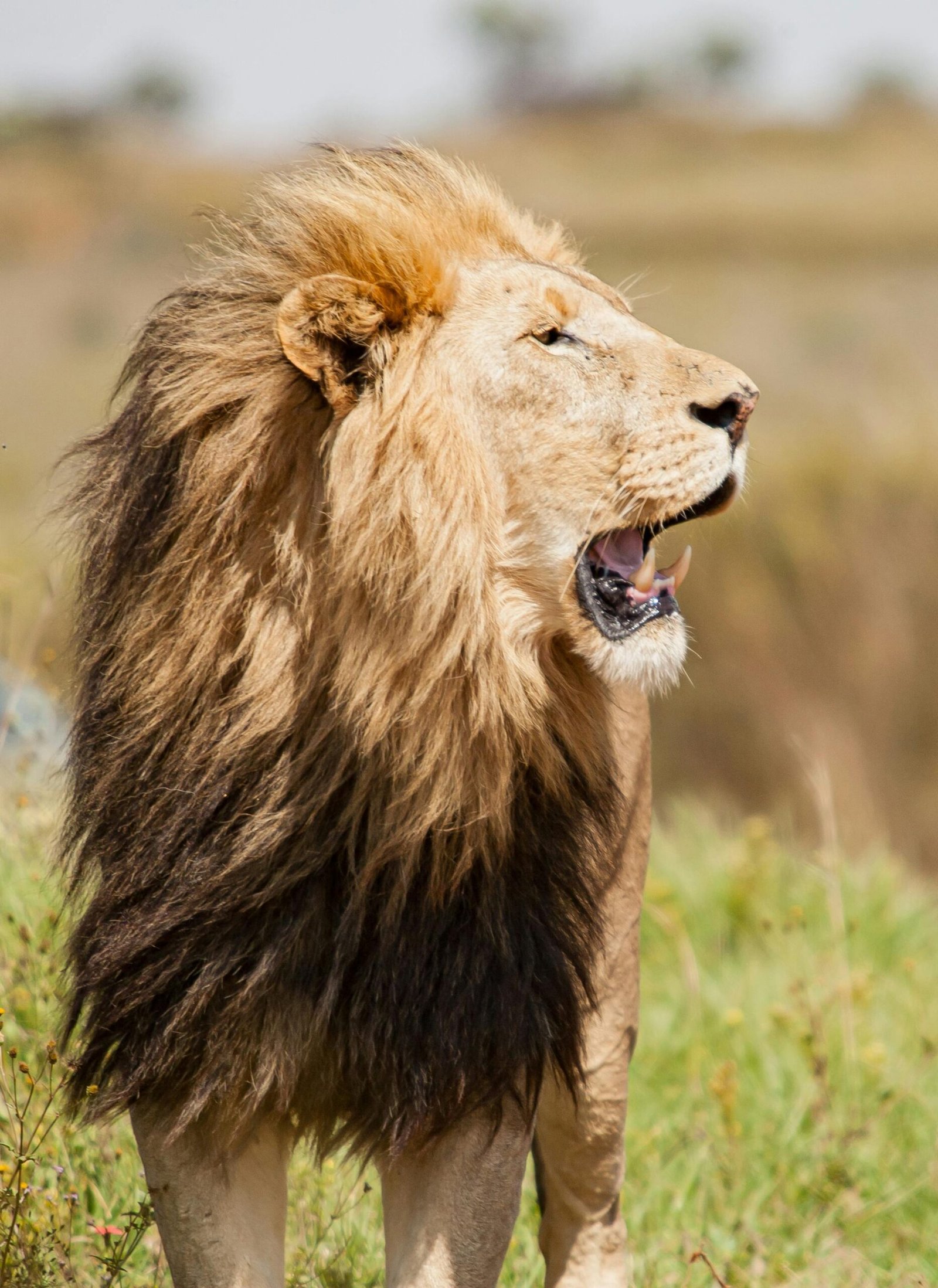 lion